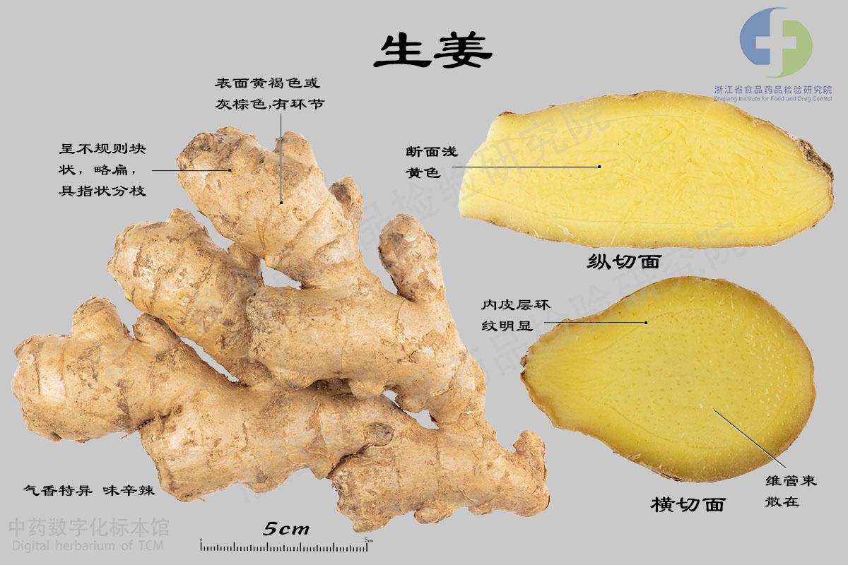姜（生姜·干姜） 标本影像